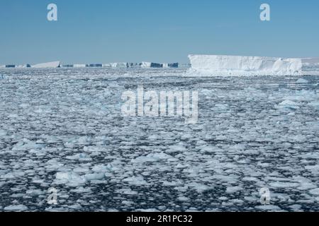 Antarktis, Bellingshausen-Meer, Carroll Inlet, in der Nähe von Sims Island. 73 Grad nach Süden. Bergy-Stücke und Brash-Eis, das mit Eisbergen in der Ferne schwimmt. Stockfoto