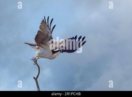 Osprey startet von einem Baum isoliert gegen einen blauen Himmel im Frühling Stockfoto