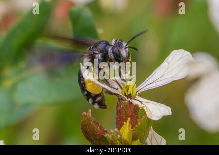 Andrena agilissima, Violet-Winged Mining Bee Stockfoto