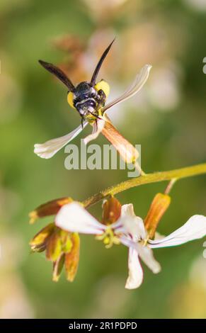 Andrena agilissima, Violet-Winged Mining Bee Stockfoto