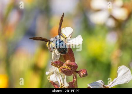 Andrena agilissima, Violet-Winged Mining Bee Stockfoto