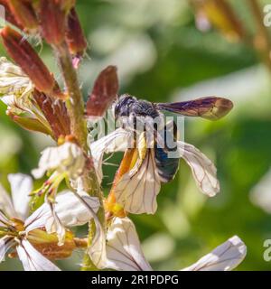 Andrena agilissima, Violet-Winged Mining Bee Stockfoto