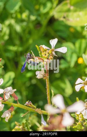 Andrena agilissima, Violet-Winged Mining Bee Stockfoto