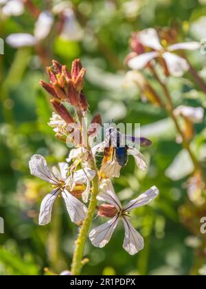 Andrena agilissima, Violet-Winged Mining Bee Stockfoto