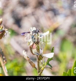 Andrena agilissima, Violet-Winged Mining Bee Stockfoto