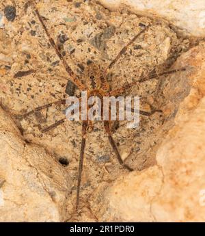 Zoropsis spinimana, Mediterranean Spiny False Wolf Spider Stockfoto