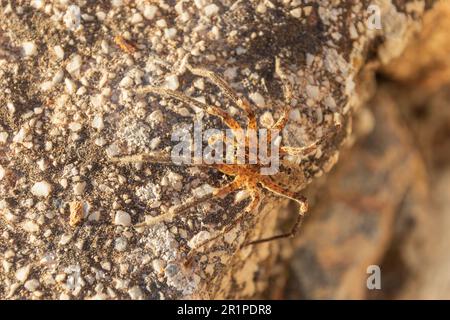 Zoropsis spinimana, Mediterranean Spiny False Wolf Spider Stockfoto