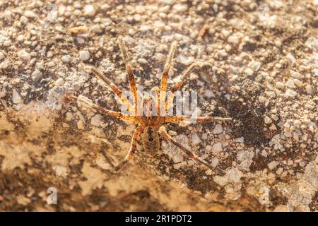 Zoropsis spinimana, Mediterranean Spiny False Wolf Spider Stockfoto