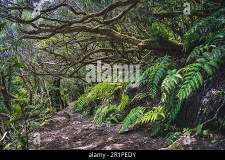 Schöner Wald an einem sonnigen Tag. Wanderweg. Anaga Rural Park - antiker Wald auf Teneriffa, Kanarische Inseln. UNESCO-Weltkulturerbe. Dichtes Lorbeerholz. Ein mysteriöser Weg. Niemand. Stockfoto
