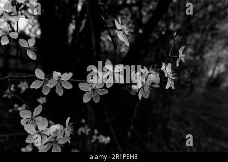 Wunderschöne, offene Blüten im Frühling auf einem Pflaumenbaum, Schwarz-Weiß-Fotografie Stockfoto