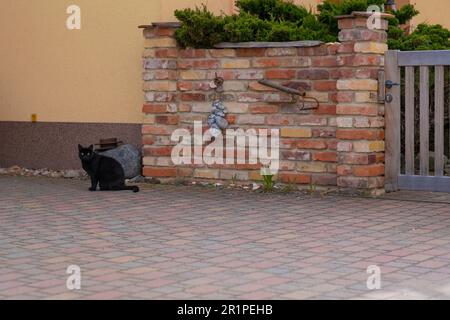 Schwarze Katze mit gelben Augen, die auf einem Gehweg vor einem Haus sitzt Stockfoto