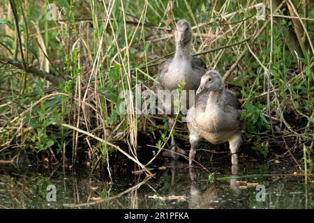 Kanadagänse, Gänse am Seeufer Stockfoto