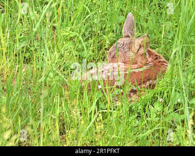 Fawn versteckt sich im Gras Stockfoto