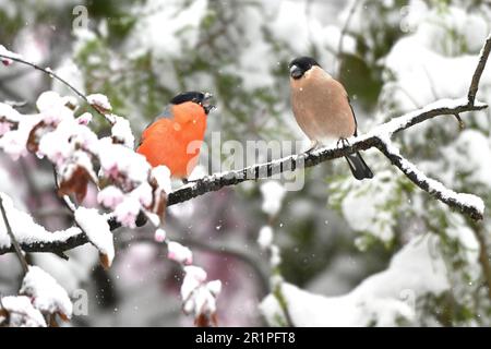 Bullfink im Schnee, zwei Stockfoto