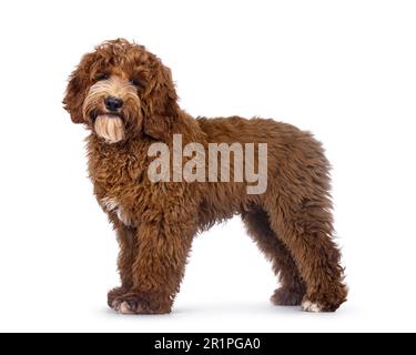 Bezaubernder Autralian Cobberdog alias Labradoodle Hundewelpen, Seitenwege stehen. Ich schaue in die Kamera. Weiße Flecken auf Brust und Zehen. Isoliert auf einem weißen B Stockfoto