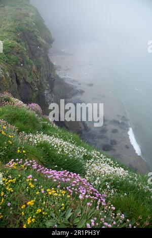 Morgennebel an der Carrick-a-Rede Hängebrücke, County Antrim, Nordirland Stockfoto