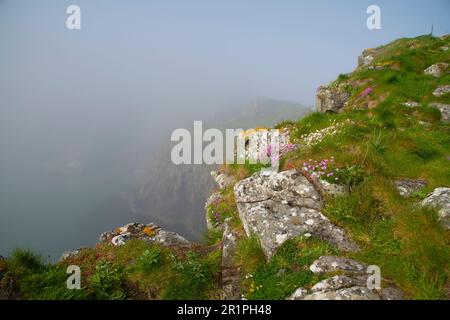 Morgennebel an der Carrick-a-Rede Hängebrücke, County Antrim, Nordirland Stockfoto