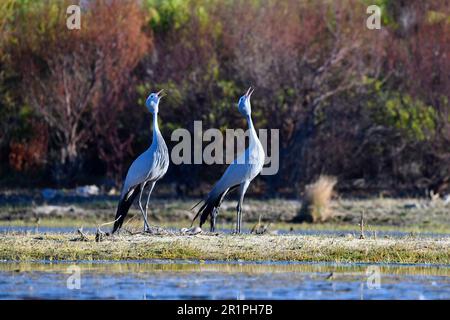 Blue Cranes [Anthropoides paradiseus] in ihrem Nistplatz, bot River Feuchtgebiet, Overberg, Südafrika. Stockfoto