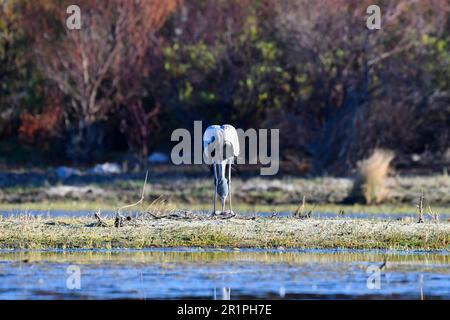 Blauer Kran [Anthropoides paradiseus] inspiziert die beiden Eier in seinem Nest, bot River Feuchtgebiet, Overberg, Südafrika. Stockfoto