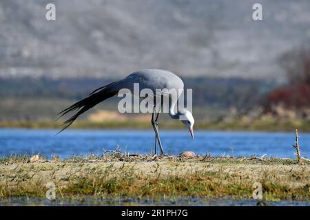 Blauer Kran [Anthropoides paradiseus] inspiziert die beiden Eier in seinem Nest, bot River Feuchtgebiet, Overberg, Südafrika. Stockfoto