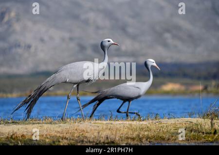 Blaue Kraniche [Anthropoides paradiseus] in der Nähe ihres Nistplatzes im Feuchtgebiet des bot River, Overberg, Südafrika. Stockfoto