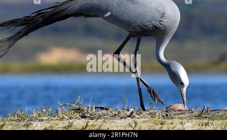 Blauer Kran [Anthropoides paradiseus] inspiziert die beiden Eier in seinem Nest, bot River Feuchtgebiet, Overberg, Südafrika. Stockfoto