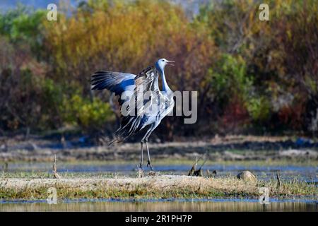 Blue Crane [Anthropoides paradiseus] zeigt Tanz in der Nähe des Nistplatzes, bot River Feuchtgebiet, Overberg, Südafrika. Stockfoto