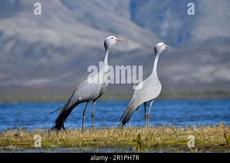 Blaue Kraniche [Anthropoides paradiseus] in der Nähe ihres Nistplatzes im Feuchtgebiet des bot River, Overberg, Südafrika. Stockfoto