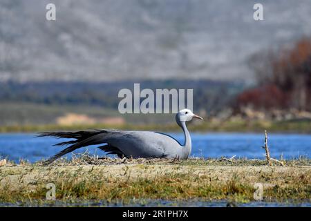 Blauer Kran [Anthropoides paradiseus], der in seinem Nest im Feuchtgebiet des bot River, Overberg, Südafrika, brütet. Stockfoto