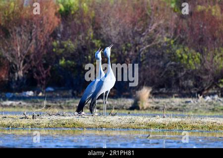 Blue Cranes [Anthropoides paradiseus] in ihrem Nistplatz, bot River Feuchtgebiet, Overberg, Südafrika. Stockfoto