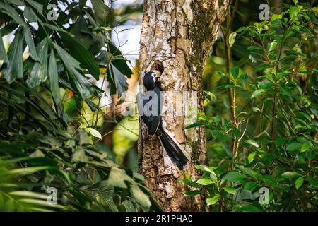 Erwachsene weibliche orientalische Rattenhornvogel untersucht ein mögliches Nestloch in Singapur Stockfoto