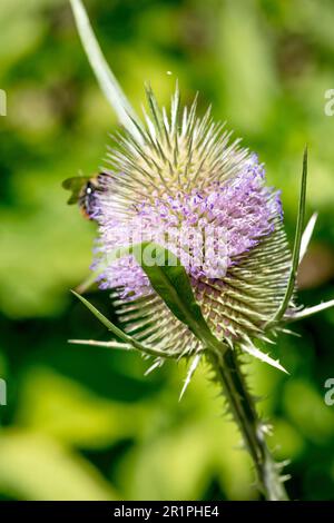 Hummel, Nektar, Saug, Joker, Dipsacus fullonum, distel, Pflanze, Botanik, Sommer, Natur, Sommerblume, Zella, Thüringen, Deutschland, Stockfoto