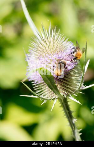 Hummel, Nektar, Saug, Joker, Dipsacus fullonum, distel, Pflanze, Botanik, Sommer, Natur, Sommerblume, Zella, Thüringen, Deutschland, Stockfoto