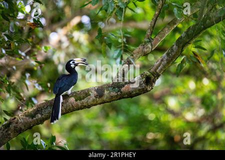 Erwachsene weibliche orientalische Rattenhornvogel macht eine kurze Pause von der Untersuchung potenzieller Nestlöcher in Singapur Stockfoto