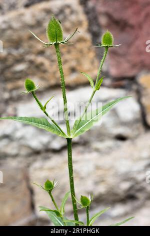 Wilde Kardonen, Dipsacus fullonum, Distel, Pflanze, Botanik, Sommer, Natur, Sommerblume, Zella, Thüringen, Deutschland, Stockfoto