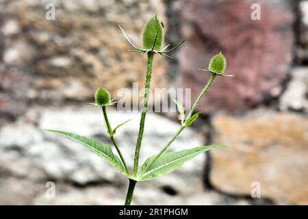 Wilde Kardonen, Dipsacus fullonum, Distel, Pflanze, Botanik, Sommer, Natur, Sommerblume, Zella, Thüringen, Deutschland, Stockfoto
