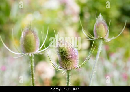 Wilde Kardonen, Dipsacus fullonum, Distel, Pflanze, Botanik, Sommer, Natur, Sommerblume, Zella, Thüringen, Deutschland, Stockfoto