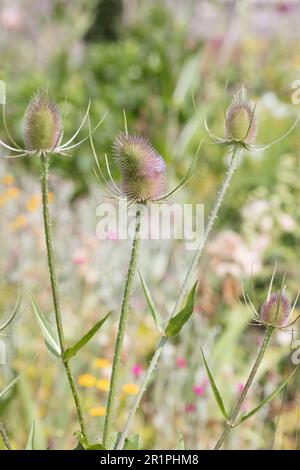 Wilde Kardonen, Dipsacus fullonum, Distel, Pflanze, Botanik, Sommer, Natur, Sommerblume, Zella, Thüringen, Deutschland, Stockfoto