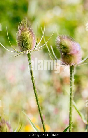 Wilde Kardonen, Dipsacus fullonum, Distel, Pflanze, Botanik, Sommer, Natur, Sommerblume, Zella, Thüringen, Deutschland, Stockfoto