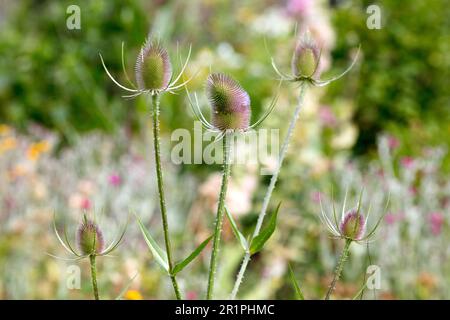 Wilde Kardonen, Dipsacus fullonum, Distel, Pflanze, Botanik, Sommer, Natur, Sommerblume, Zella, Thüringen, Deutschland, Stockfoto