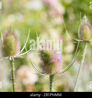 Wilde Kardonen, Dipsacus fullonum, Distel, Pflanze, Botanik, Sommer, Natur, Sommerblume, Zella, Thüringen, Deutschland, Stockfoto