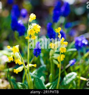 Kuhrutsche, Blumen, Frühlingsblumen, Botanik, Pflanzen, Bad Kissingen, Franken, Deutschland, Stockfoto