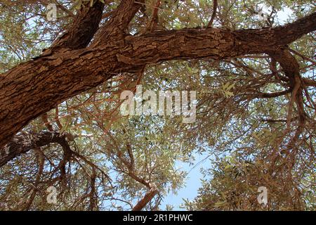 Knorriger großer Olivenbaum im Hintergrund, blauer Himmel, Lindos, Rhodos, Griechenland Stockfoto