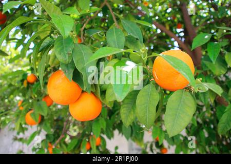 Mehrere reife Orangen auf dem Baum, Orangenbaum, Nahaufnahme, Frühling, Lindos, Rhodos, Griechenland, Europa Stockfoto