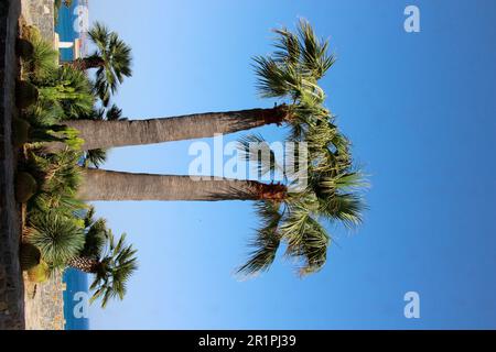 Palmenpalmengruppe in der Nähe von Kiotari, auf der Insel Rhodos, Griechenland Stockfoto