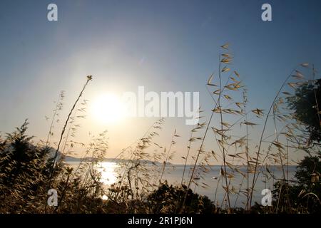 Gräser im Sonnenuntergang mit Blick auf das Meer, Rhodos, Griechenland Stockfoto