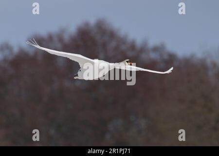 Schwan, stumm Schwan, Cygnus olor, im Flug Stockfoto