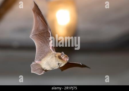 Fledermaus, rohe Fledermaus, Pipistrellus nathusii, im Flug Stockfoto