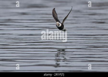 Langschwanzente, Clangula hyemalis, fliegend, im Flug Stockfoto