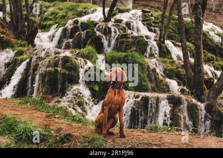 Vizsla Dog sitzt vor dem Spring Waterfall Stockfoto